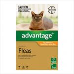Bayer Advantage 0-4kgs 1 Pack Orange