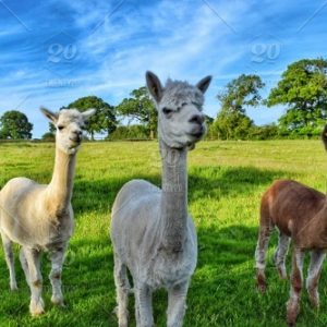 Alpaca