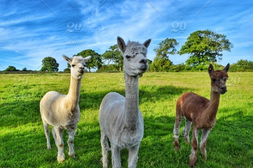 Alpaca